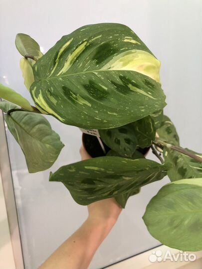 Маранта бьюти ким