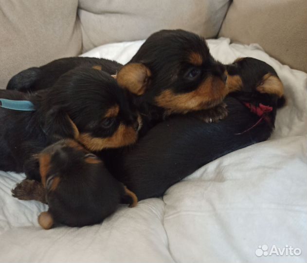 Йоркширский терьер