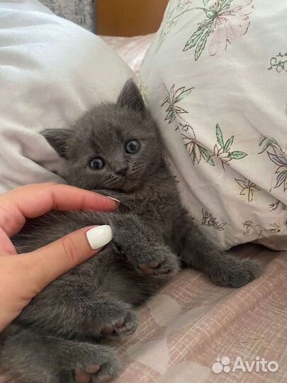 Британские котята