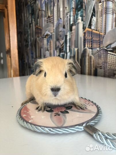 Морские свинки