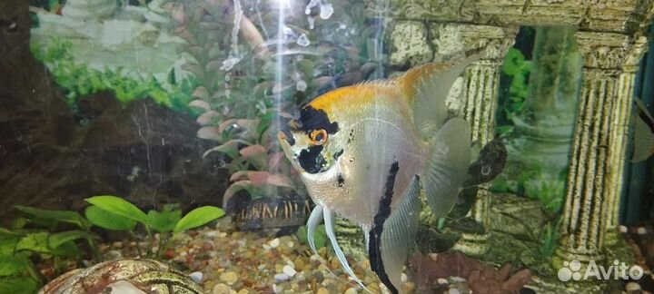 Скалярия самец