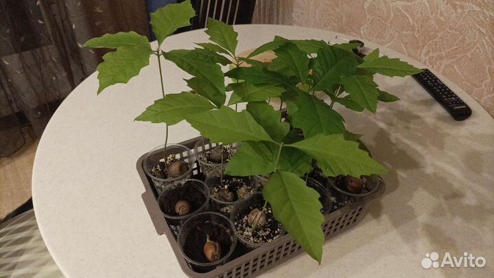 Саженцы Дуба