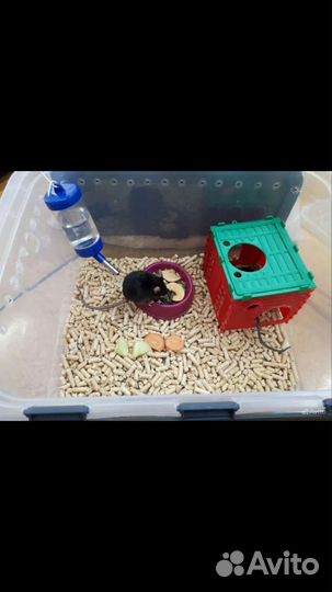 Сатиновые мыши