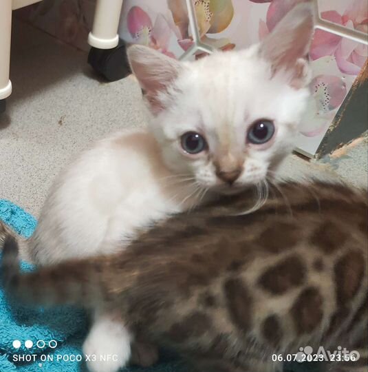 Бенгальский котенок