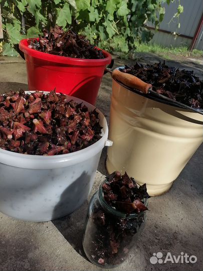 Орех чилим для поделок