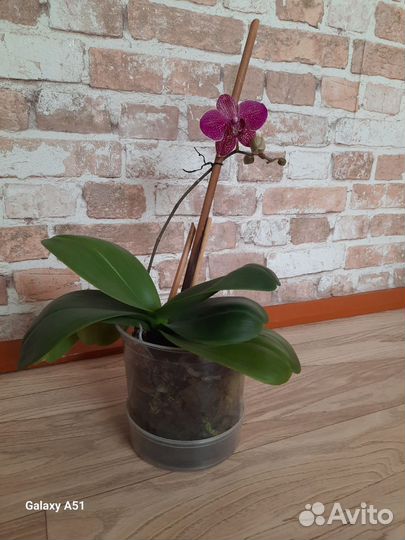 Орхидея фаленопсис