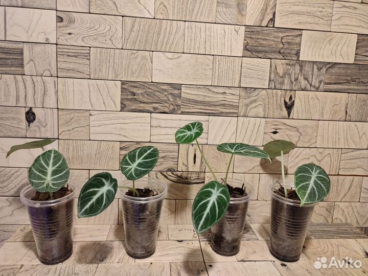 Алоказия ninja ниндзя