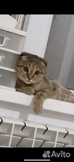 Кошка Муиза