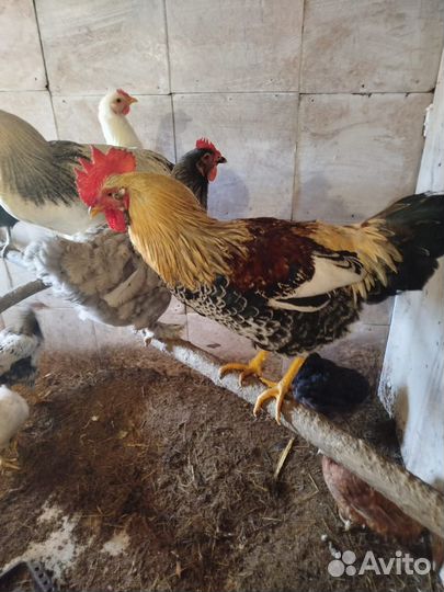 Красивые петухи