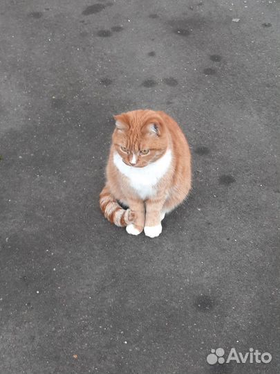 Рыжая красотка ищет дом