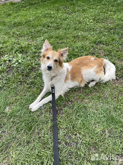 Умная собака в добрые руки