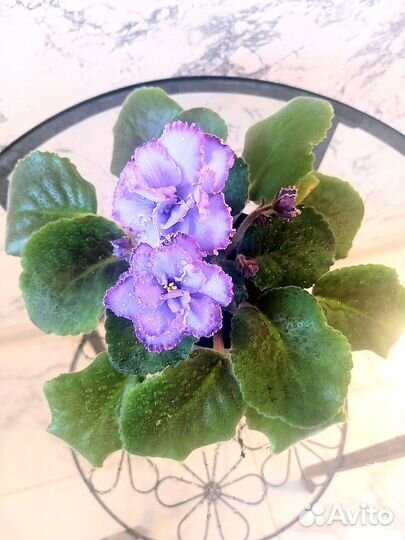 Сортовые фиалки