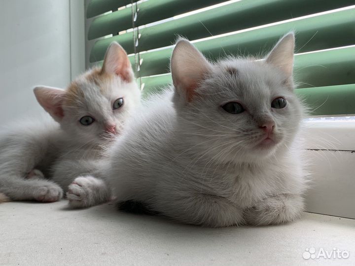 Котята бесплатно