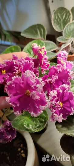 Сортовые фиалки разные