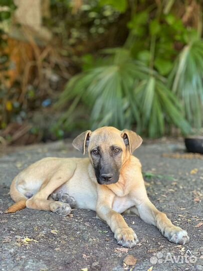 Собака в добрые руки