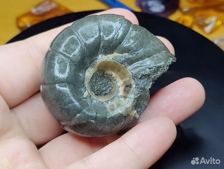 Аммонит Jaubertella