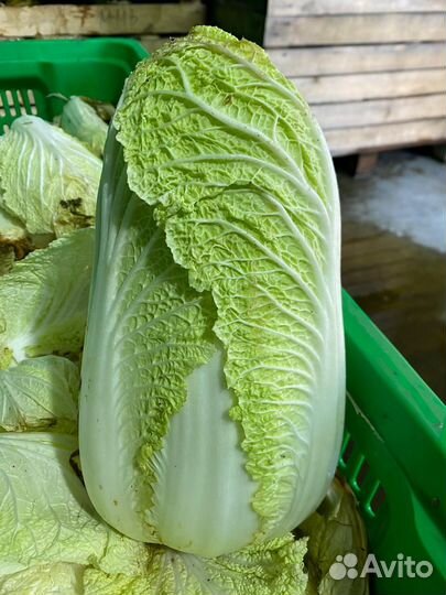 Пекинская капуста оптом
