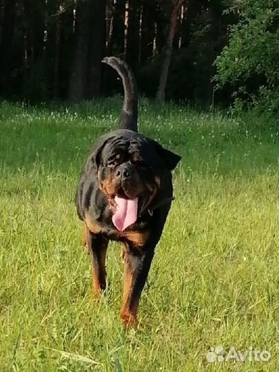 Ротвейлер вязка