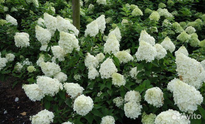 Гортензии