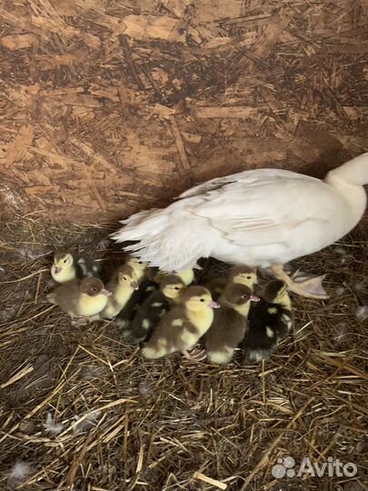 Утята мускусной утки