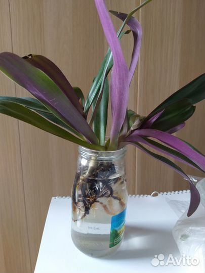 Традесканция Рео 