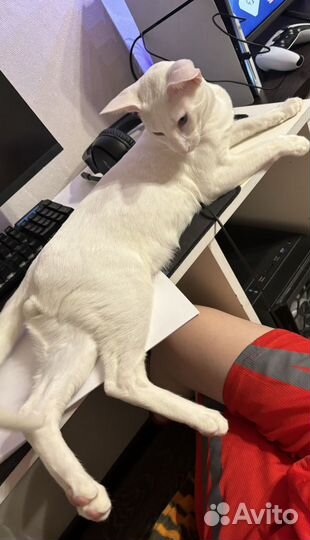 Кот вязка