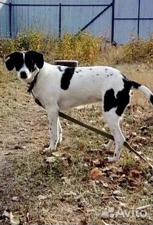 Собака ищет дом