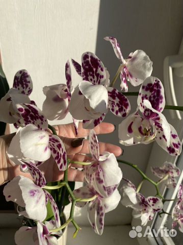 Орхидея фаленопсис Пелор