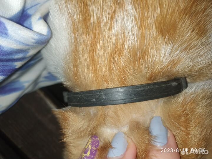 Найден рыжий кот