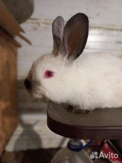 Продам кроликов