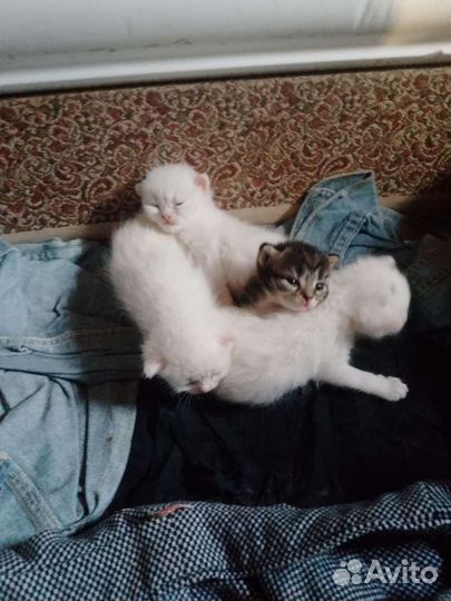 Кошки в добрые руки бесплатно