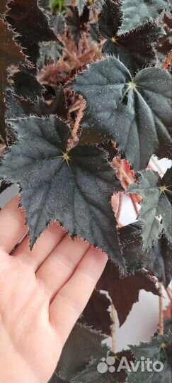 Бегония клеопатра