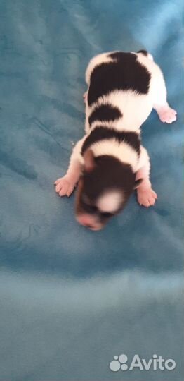 Щенки бивер йорка