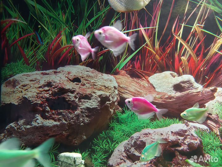 Аквариумные рыбки тернеция, анциструс, гурами