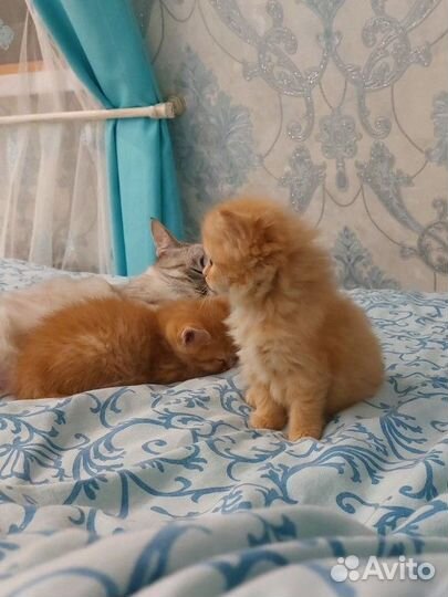 Персидские котята метисы
