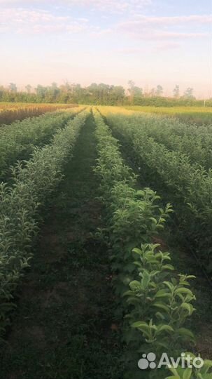 Саженцы плодовых деревьев