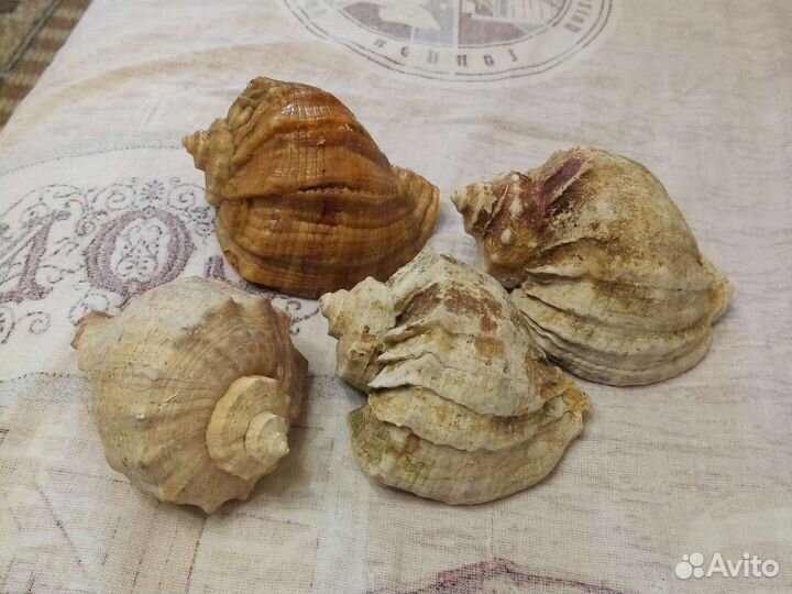 Морские ракушки большие