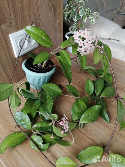 Хойя цветущая