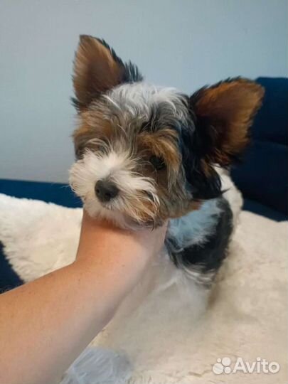 Бивер девочки Микро