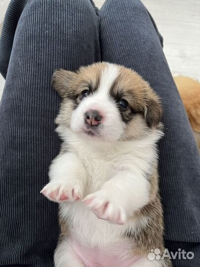 Щенки корги
