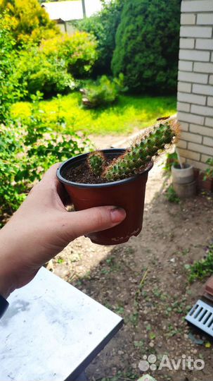 Кактус (маммилярия удлиненная)