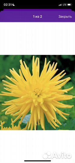 Георгины клубни