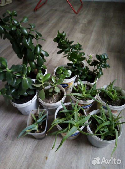 Алоэ, толстянка(денежное дерево)