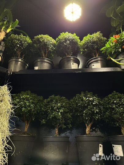 Миртовое дерево