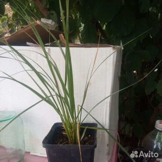 Кортадерия