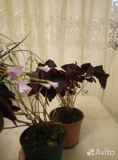 Комнатные цветы кислица