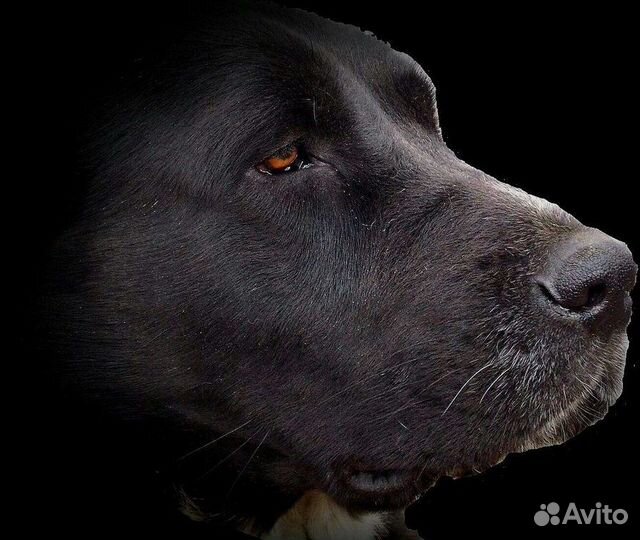 Щенки алабая