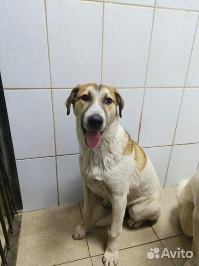 Собаки бесплатно