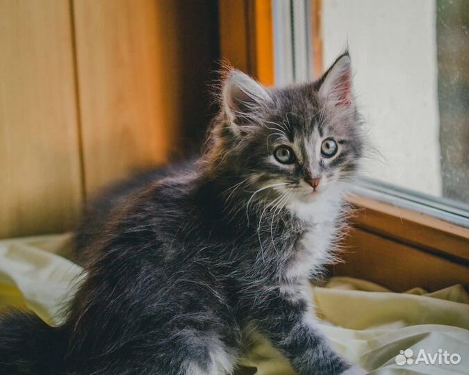 Котенок метис в добрые руки