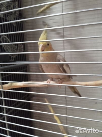 Попугай корелла с клеткой